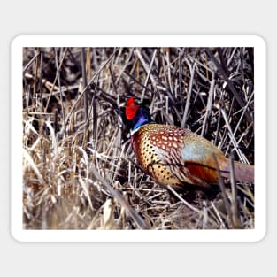 Ring-necked Pheasant Sticker